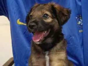 Cachorro raça SRD-ViraLata idade 2 a 6 meses nome Zezinho