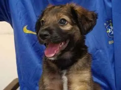 Cachorro raça SRD-ViraLata idade 2 a 6 meses nome Zezinho