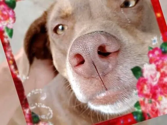Cachorro raça SRD-ViraLata idade 2 anos nome Fafá  *FAFÁ PRECISA DE UM LAR!