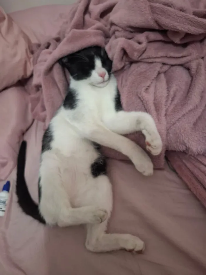 Gato raça SRD-ViraLata idade 2 a 6 meses nome Frajola