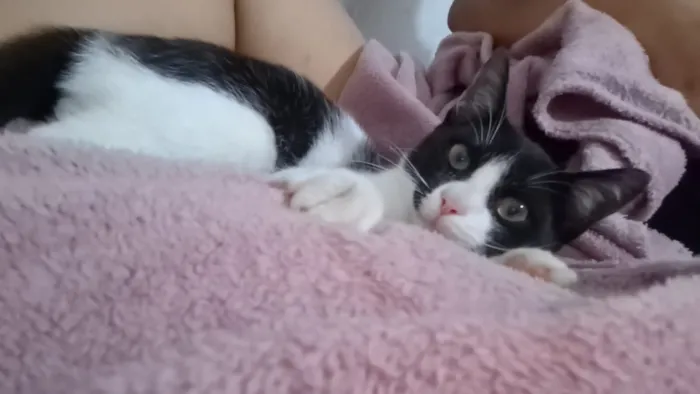 Gato raça SRD-ViraLata idade 2 a 6 meses nome Frajola