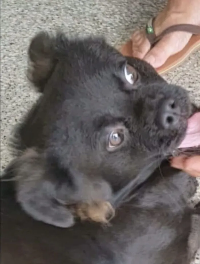 Cachorro raça SRD-ViraLata idade 7 a 11 meses nome Bento 