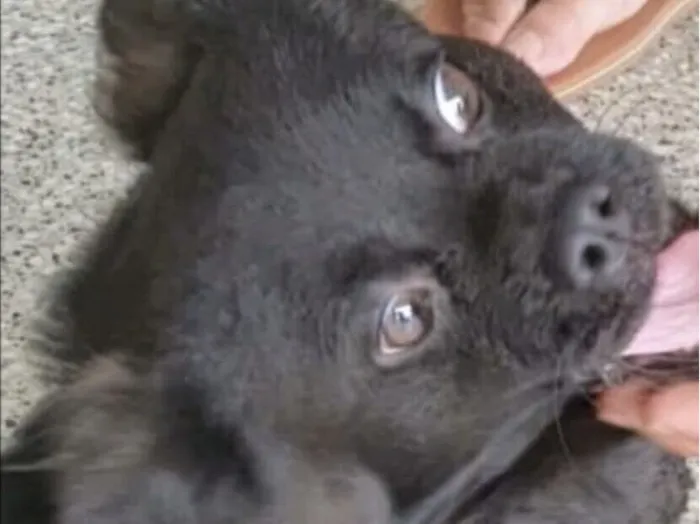 Cachorro raça SRD-ViraLata idade 7 a 11 meses nome Bento 