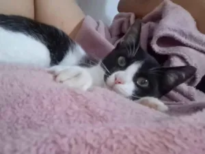 Gato raça SRD-ViraLata idade 2 a 6 meses nome Frajola