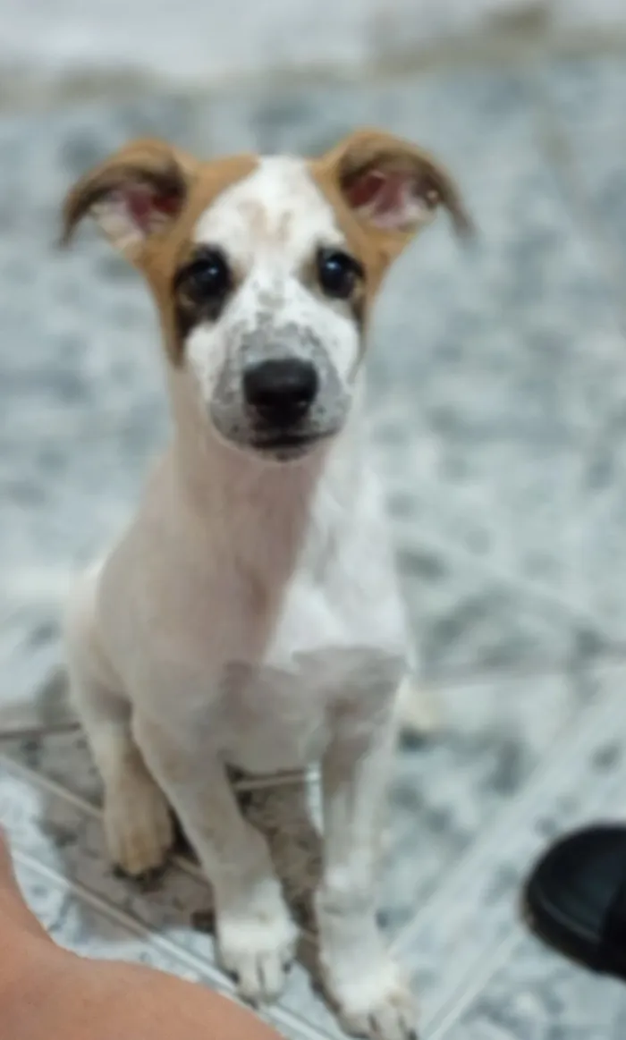 Cachorro raça SRD-ViraLata idade 7 a 11 meses nome Spike 