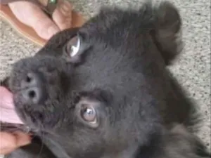 Cachorro raça SRD-ViraLata idade 7 a 11 meses nome Bento 