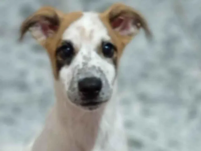 Cachorro raça SRD-ViraLata idade 7 a 11 meses nome Spike 