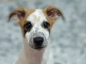 Cachorro raça SRD-ViraLata idade 7 a 11 meses nome Spike 