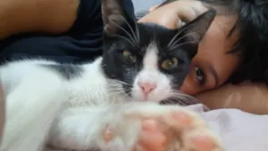 Gato raça SRD-ViraLata idade 2 a 6 meses nome Frajolinha