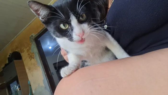 Gato raça SRD-ViraLata idade 2 a 6 meses nome Frajolinha