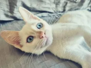 Gato raça SRD-ViraLata idade 2 a 6 meses nome DIDI HAPPY