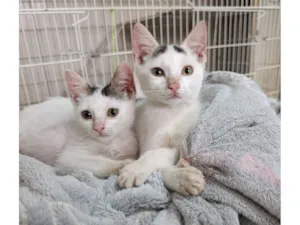 Gato raça SRD-ViraLata idade 2 a 6 meses nome Milo e Nilo