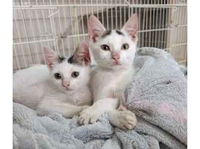 Gato raça SRD-ViraLata idade 2 a 6 meses nome Milo e Nilo