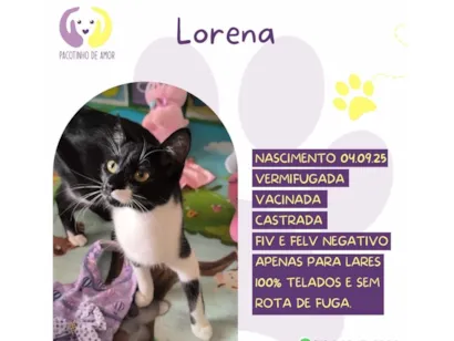Gato raça SRD-ViraLata idade 7 a 11 meses nome Lorena 