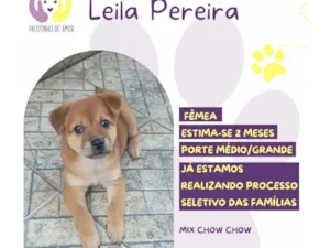 Cachorro raça SRD-ViraLata idade 2 a 6 meses nome Leira pereira