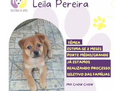 Cachorro raça SRD-ViraLata idade 2 a 6 meses nome Leira pereira