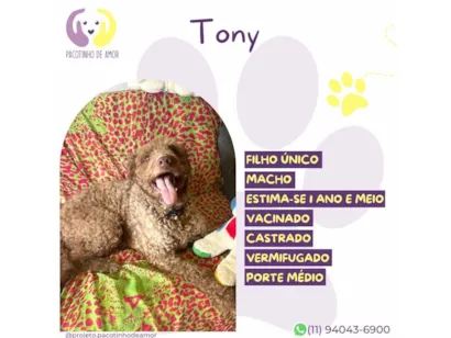 Cachorro raça SRD-ViraLata idade 1 ano nome Tony