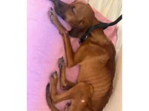 Cachorro raça SRD-ViraLata idade 2 anos nome Rebeca 