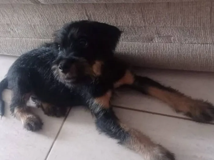 Cachorro raça Rottweiler idade 2 a 6 meses nome Urso