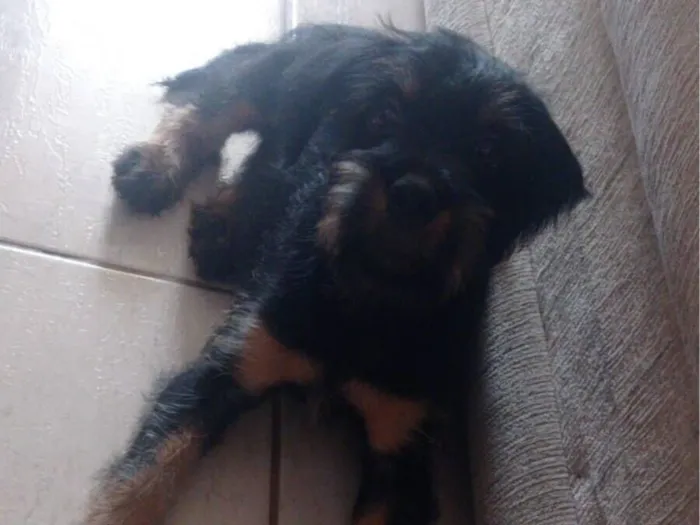 Cachorro raça Rottweiler idade 2 a 6 meses nome Urso