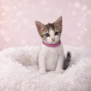 Gato raça SRD-ViraLata idade 2 a 6 meses nome Gatos bebês 