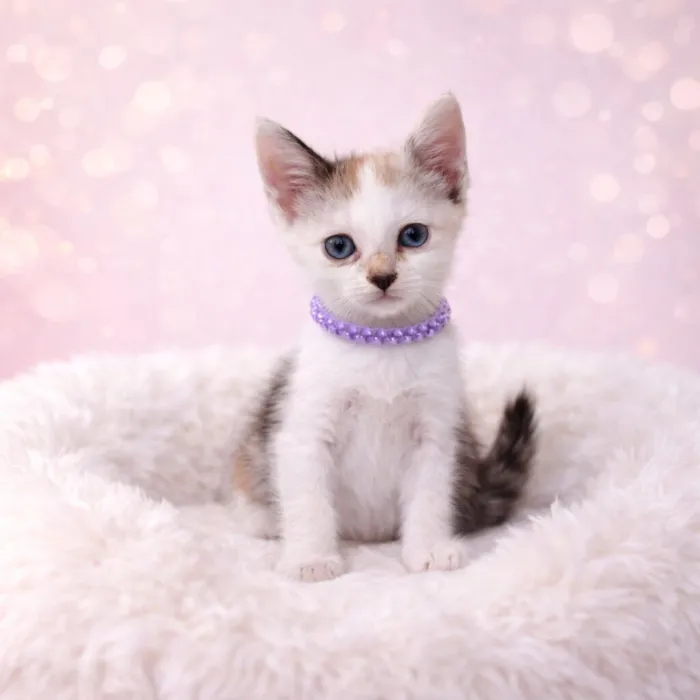 Gato raça SRD-ViraLata idade 2 a 6 meses nome Gatos bebês 