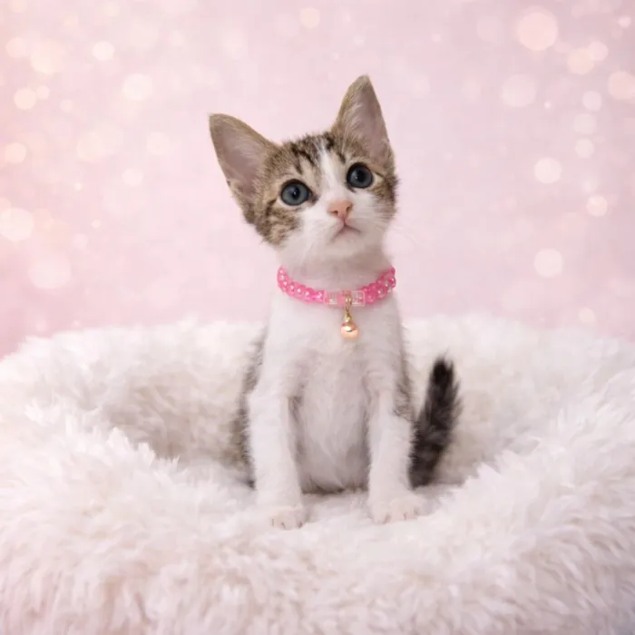 Gato raça SRD-ViraLata idade 2 a 6 meses nome Gatos bebês 