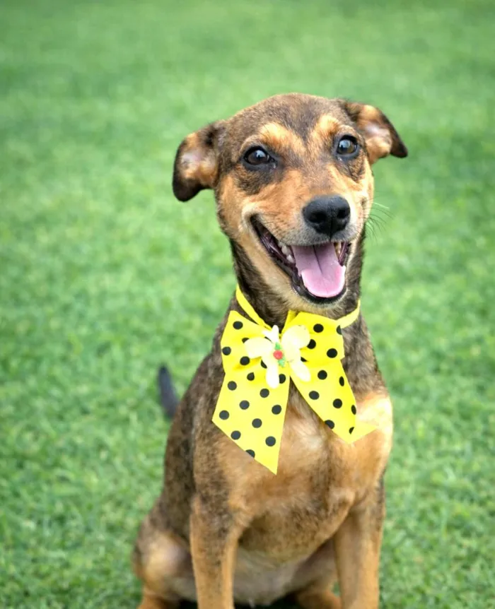 Cachorro raça SRD-ViraLata idade 2 a 6 meses nome Jamila