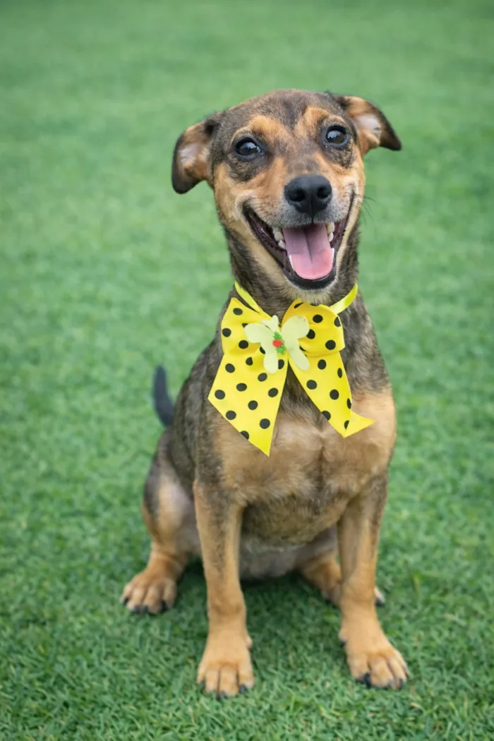 Cachorro raça SRD-ViraLata idade 2 a 6 meses nome Jamila