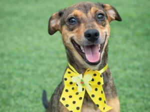 Cachorro raça SRD-ViraLata idade 2 a 6 meses nome Jamila