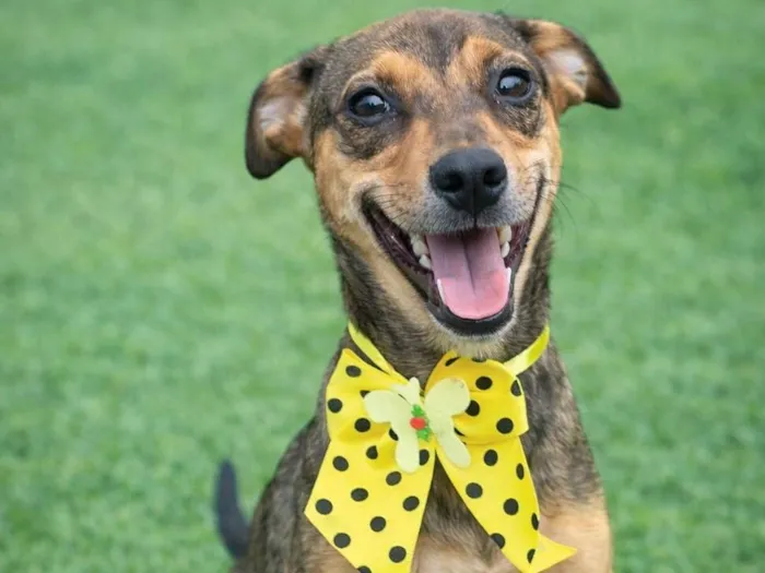 Cachorro raça SRD-ViraLata idade 2 a 6 meses nome Jamila