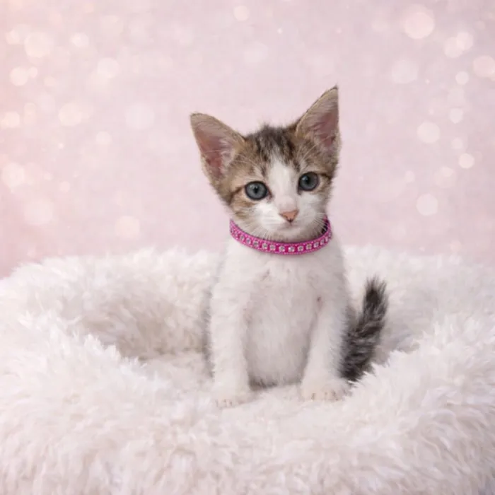 Gato raça SRD-ViraLata idade 2 a 6 meses nome Gatos fofos 