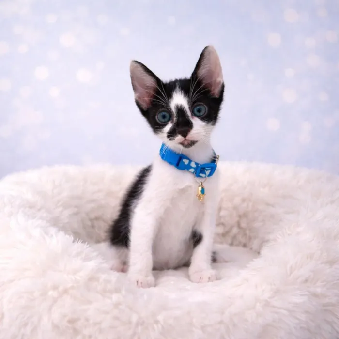 Gato raça SRD-ViraLata idade 2 a 6 meses nome Gatos fofos 