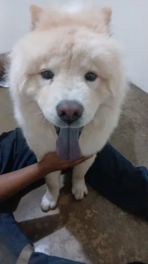 Cachorro raça Chow Chow idade 2 a 6 meses nome jeff