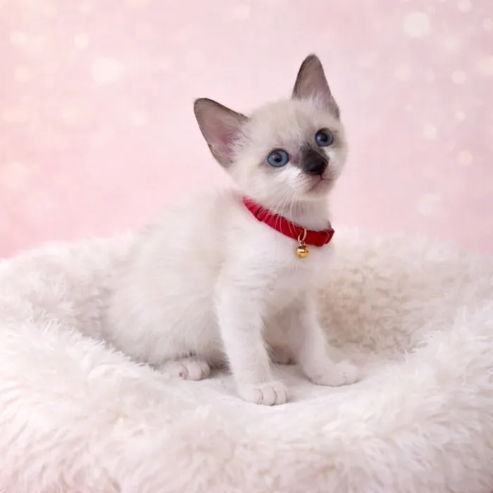 Gato raça SRD-ViraLata idade 2 a 6 meses nome Gatos fofos 