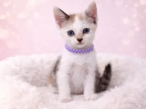 Gato raça SRD-ViraLata idade 2 a 6 meses nome Gatos fofos 