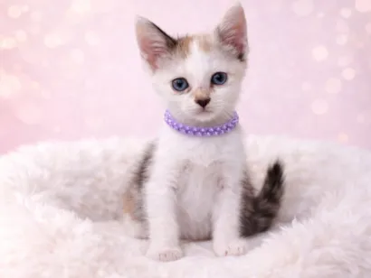 Gato raça SRD-ViraLata idade 2 a 6 meses nome Gatos fofos 