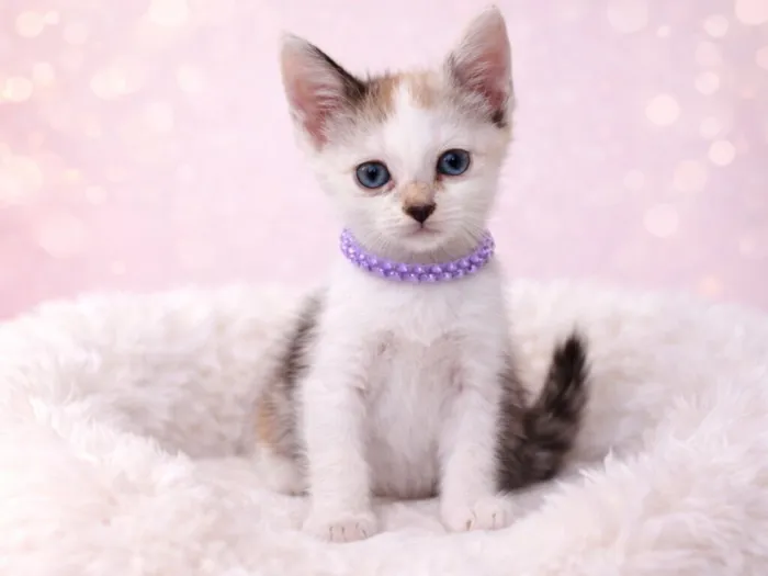 Gato raça SRD-ViraLata idade 2 a 6 meses nome Gatos fofos 