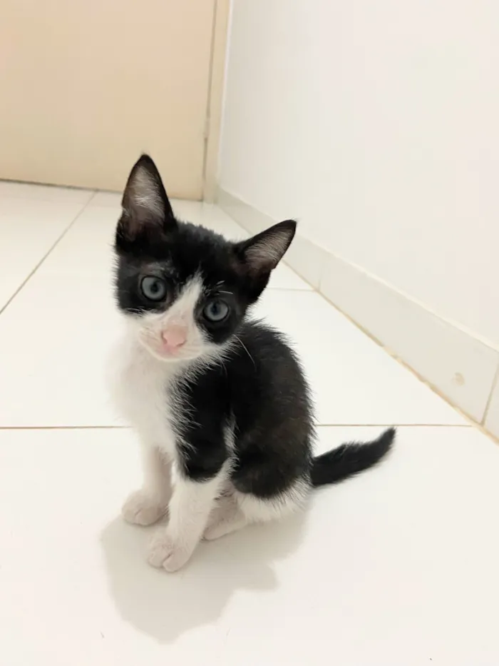 Gato raça SRD-ViraLata idade Abaixo de 2 meses nome Gatinha