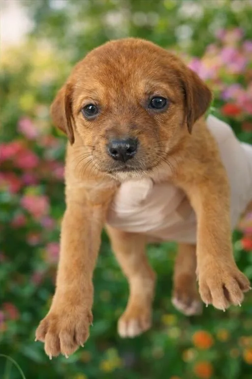 Cachorro raça SRD-ViraLata idade Abaixo de 2 meses nome Babalu