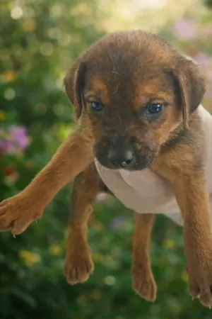 Cachorro raça SRD-ViraLata idade Abaixo de 2 meses nome Pretinha 