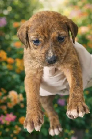 Cachorro raça SRD-ViraLata idade Abaixo de 2 meses nome Rajadinha