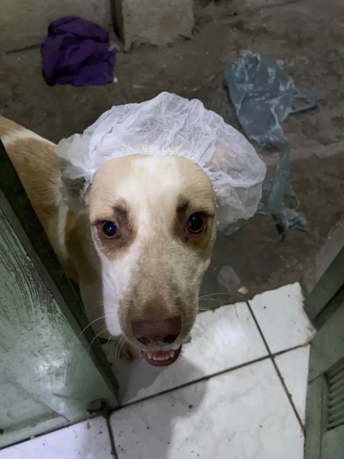 Cachorro raça SRD-ViraLata idade 2 anos nome Essa é a bela 