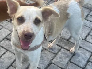 Cachorro raça SRD-ViraLata idade 2 anos nome Essa é a bela 
