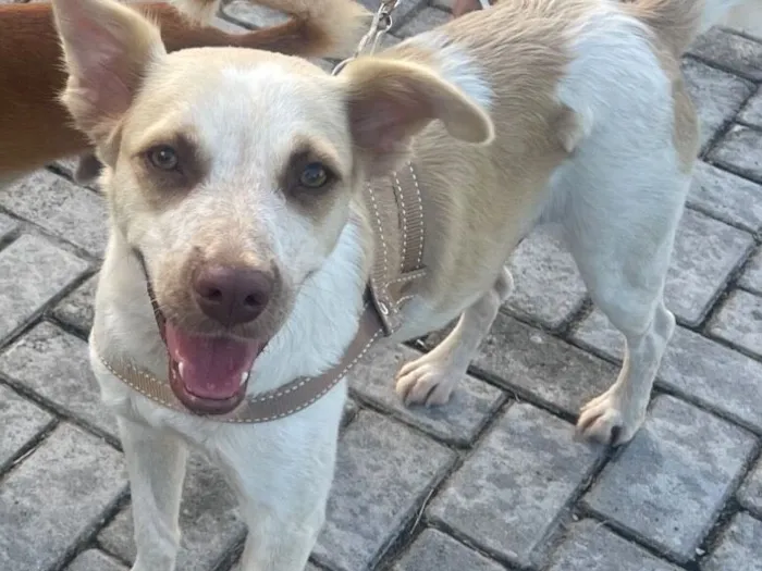 Cachorro raça SRD-ViraLata idade 2 anos nome Essa é a bela 