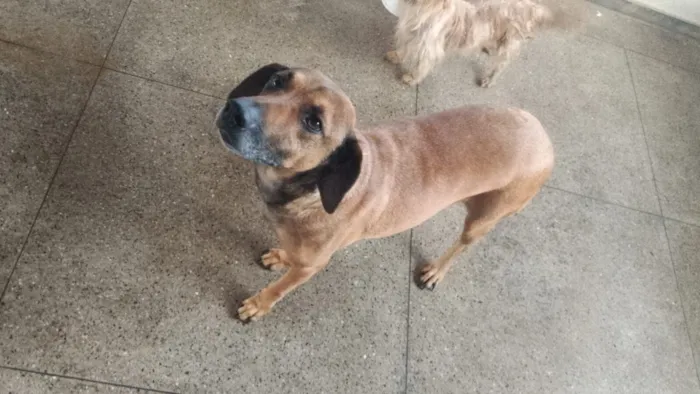 Cachorro raça Labrador idade 4 anos nome MOGLI 