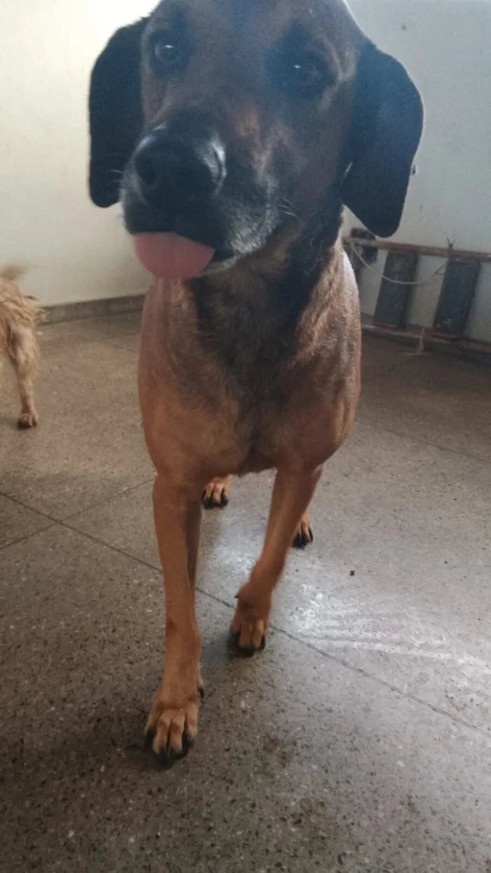 Cachorro raça Labrador idade 4 anos nome MOGLI 