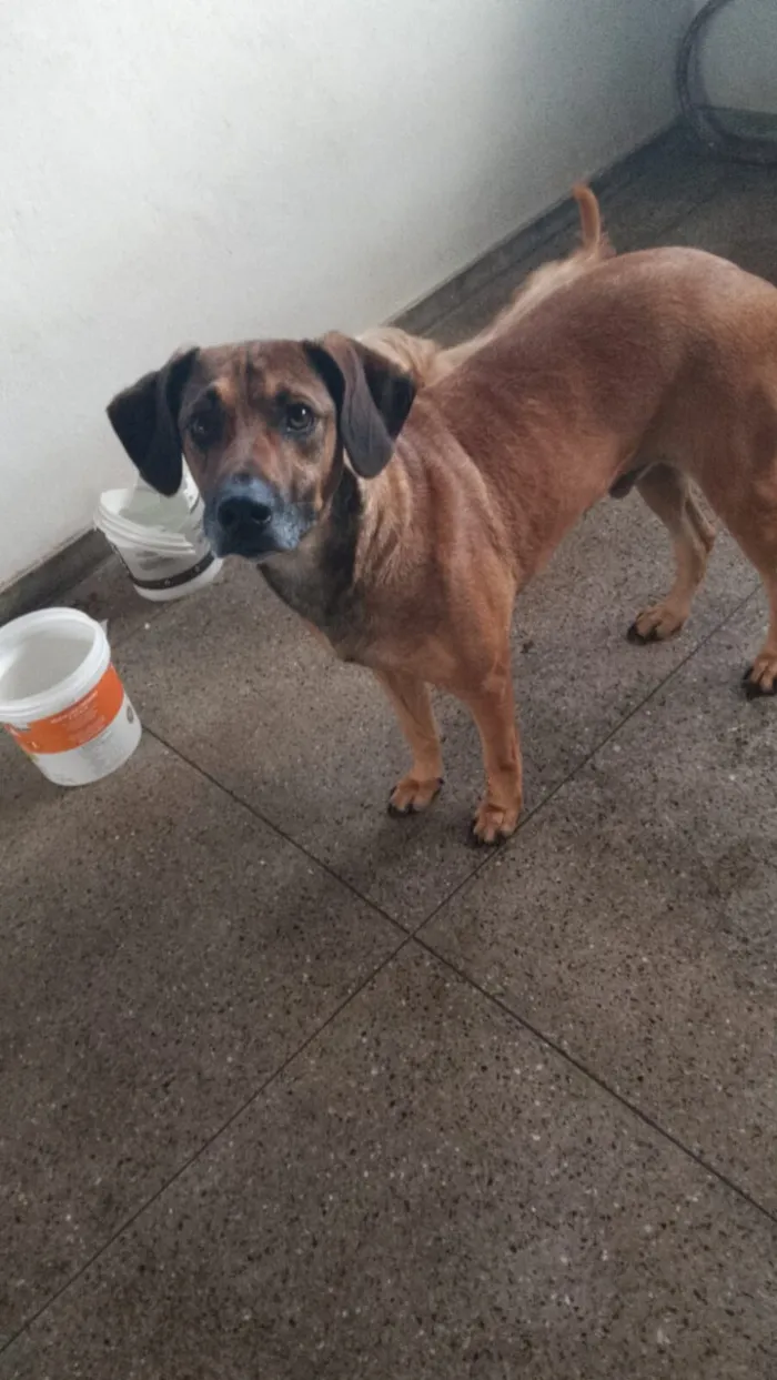 Cachorro raça Labrador idade 4 anos nome MOGLI 
