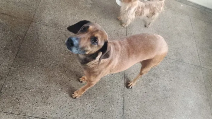 Cachorro raça Labrador idade 4 anos nome MOGLI 