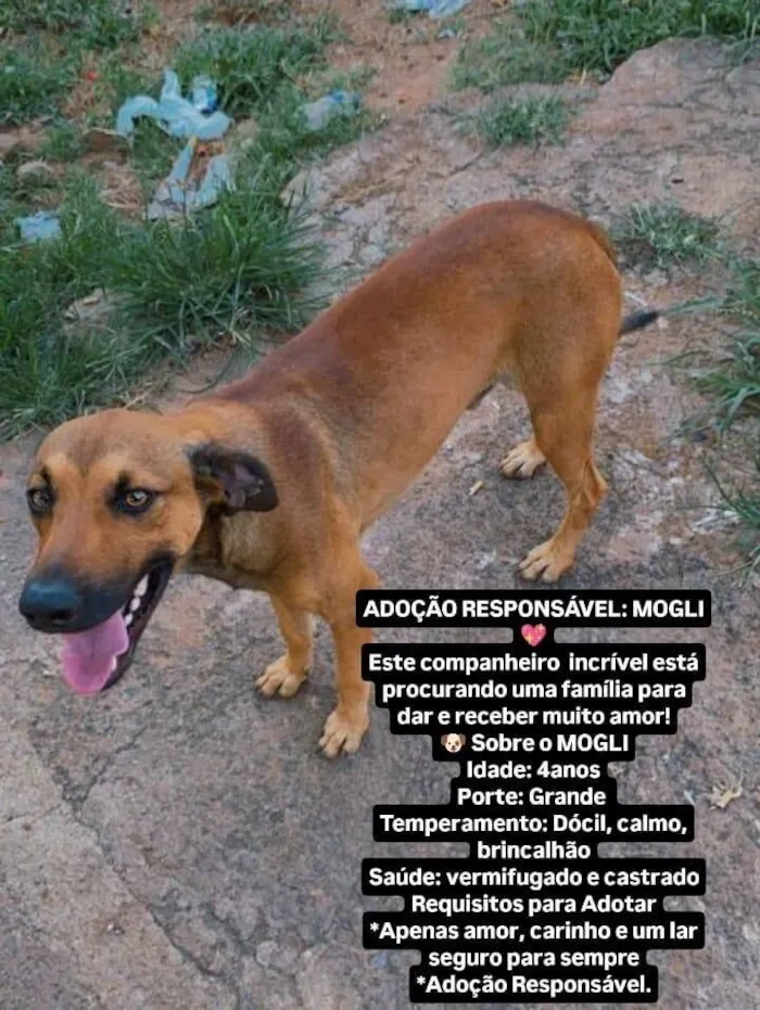 Cachorro raça Labrador idade 4 anos nome MOGLI 